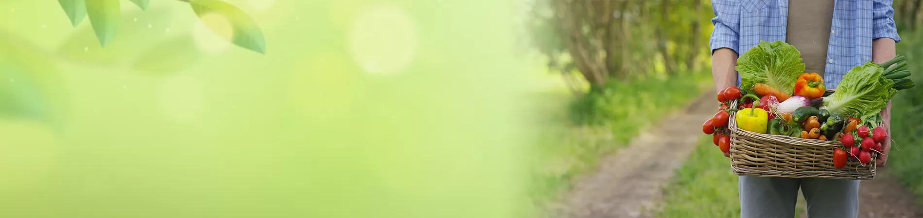 Produce Baskets in Wholesale